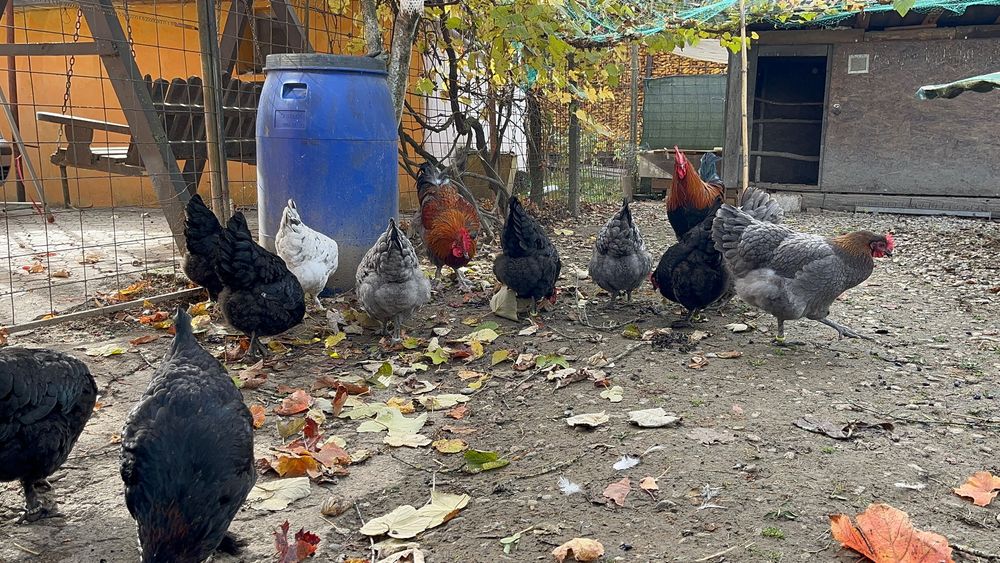 Marans oua de incubat