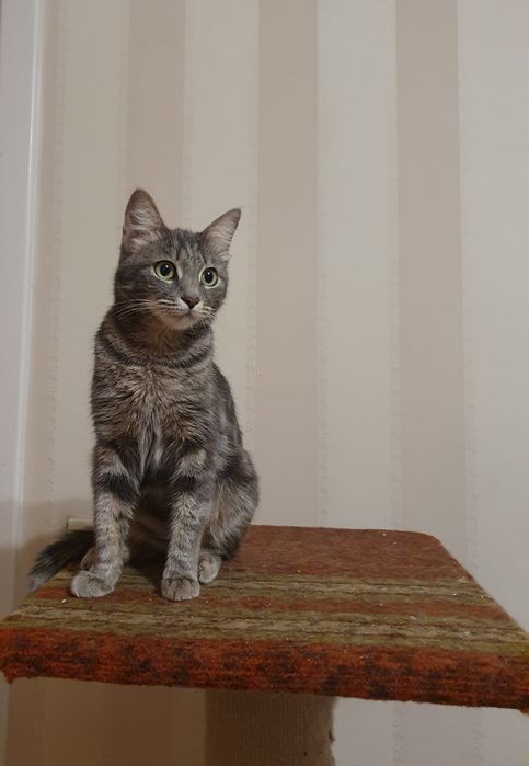 Отдам кошечку в добрые руки