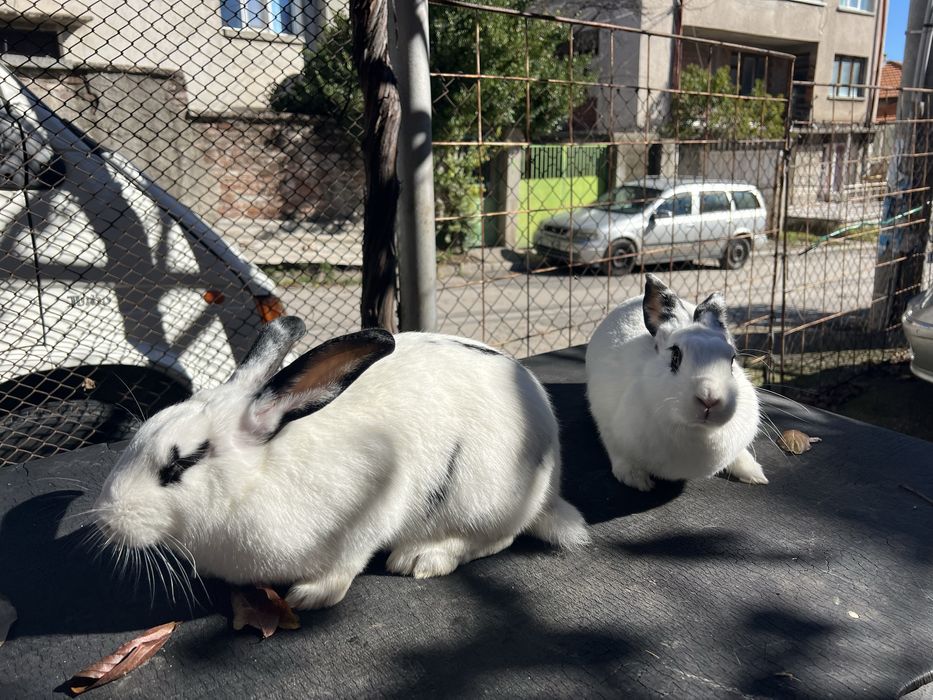 Зайци за проданн