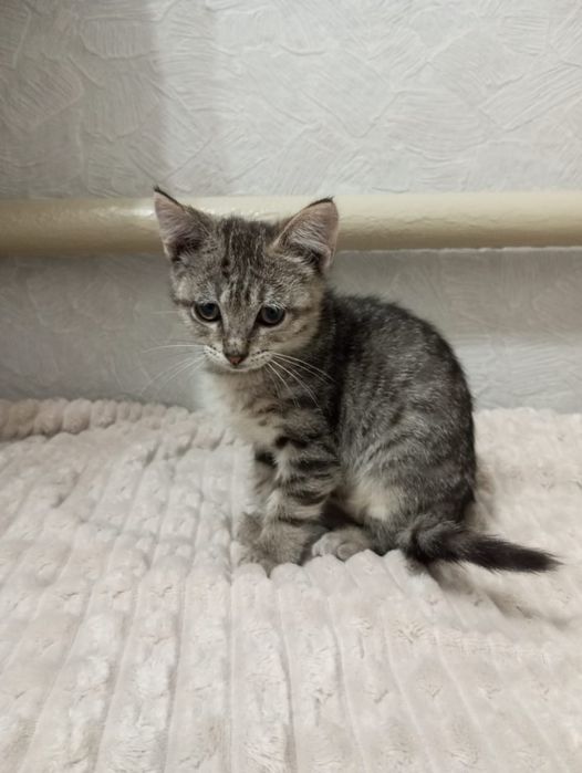 Отдам даром котёнка