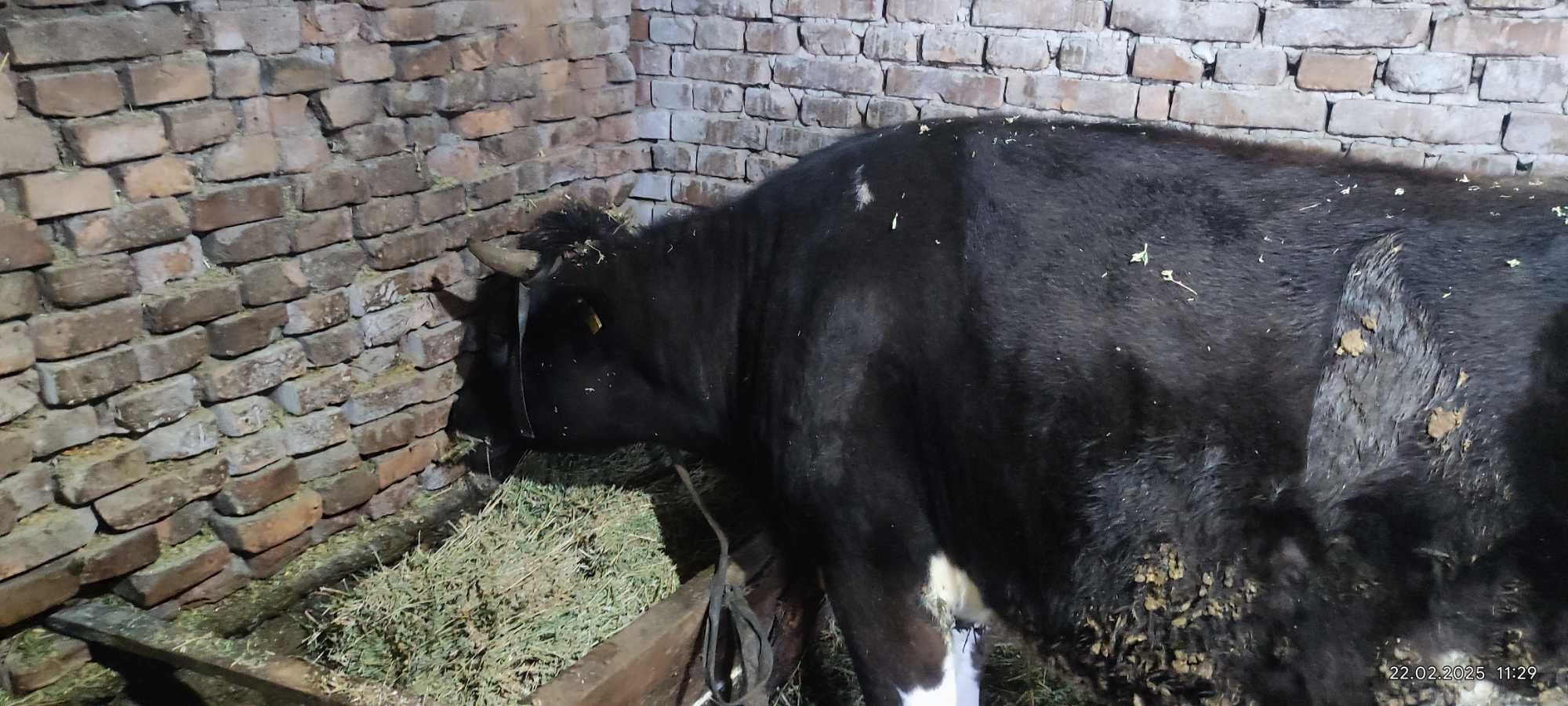 Tăuraș Holstein și vițică de lapte de vânzare