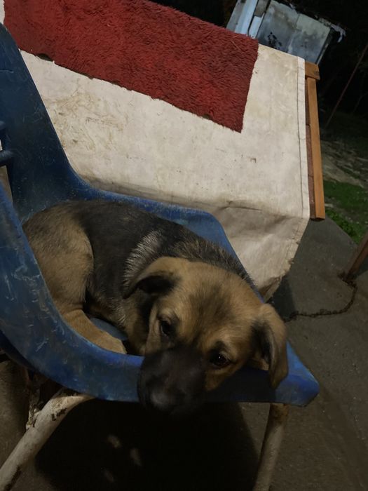 Подарявям кученца на 3 месеца