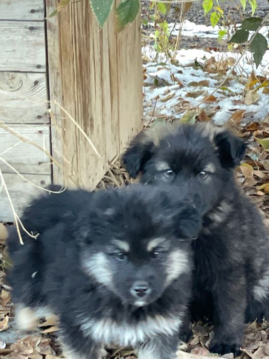 Отдам щенков бесплатно!!!