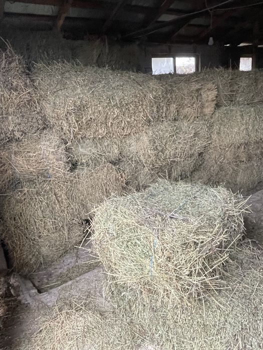 Vand Baloti lucerna calitatea întai