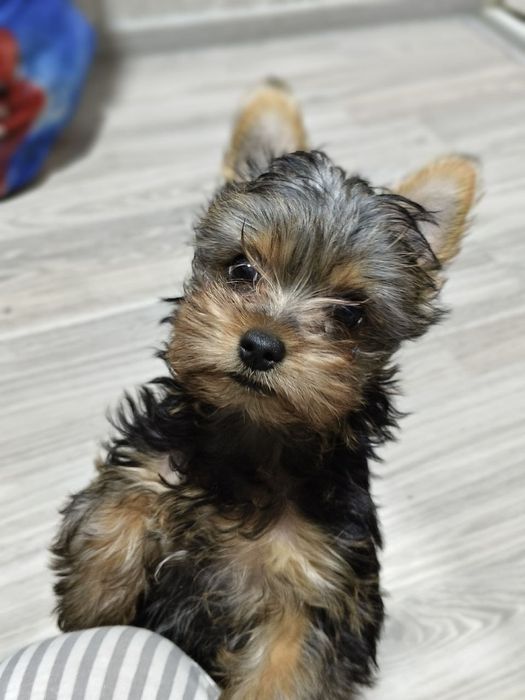 Йоркширский терьер готов к продаже