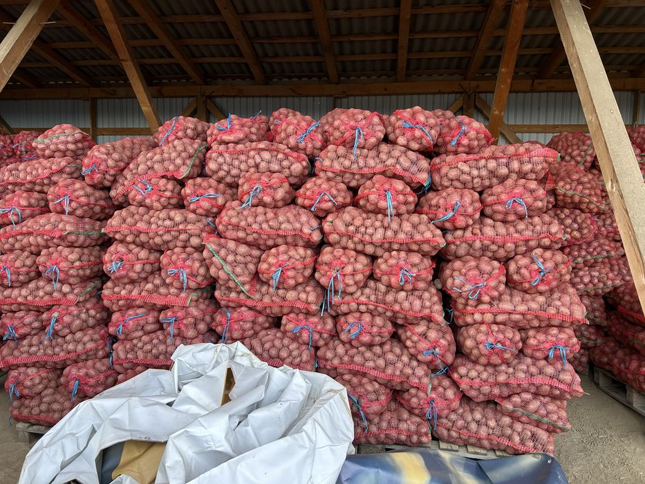 De vanzare carofi rosu!