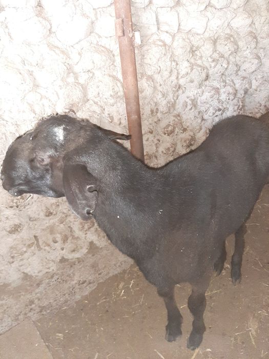 Кочкорлар бор Арзон