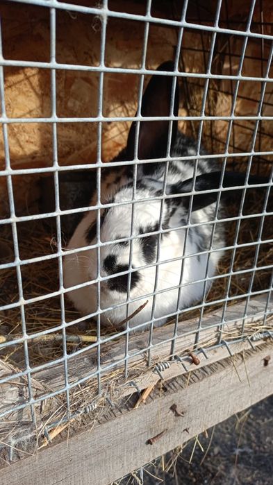 Продам молодых кроликов