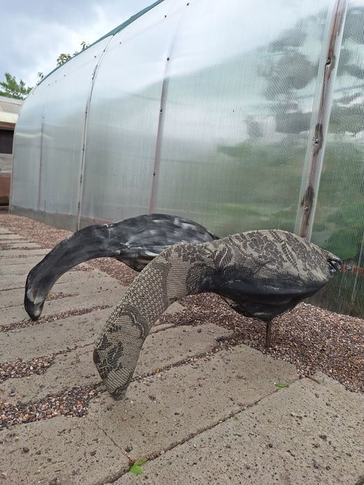 Продам профиля Гусей для охоты