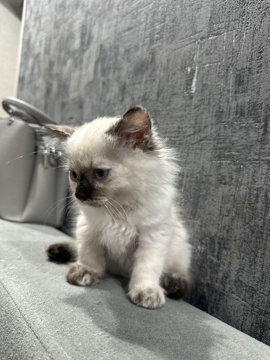 Отдам котят в хорошие руки