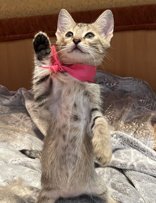 Девочка 2 месяца