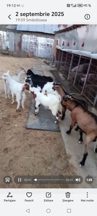 iede tinere din capre bune de lapte