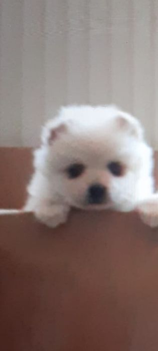 Vând cățel de Pomeranian ...
