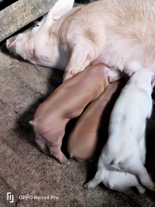 Продам супер поросят