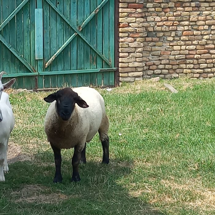 De  vinzare berbec sufolk mior