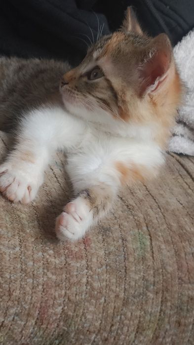 Pisica de pentru adopție gratuita (pisica are un suflet foarte bun)