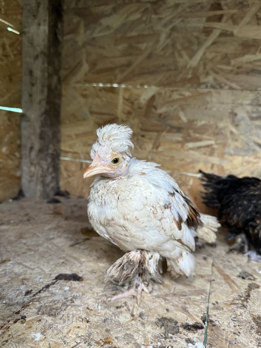 Struma Bantam: Pui motati si incaltati