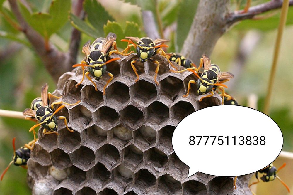 Осиные гнезда лечебные пишите на Ватсап