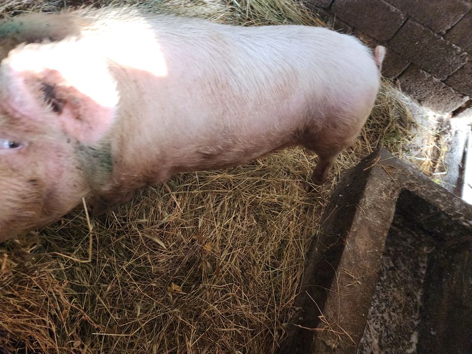 Продаю свиней домашние