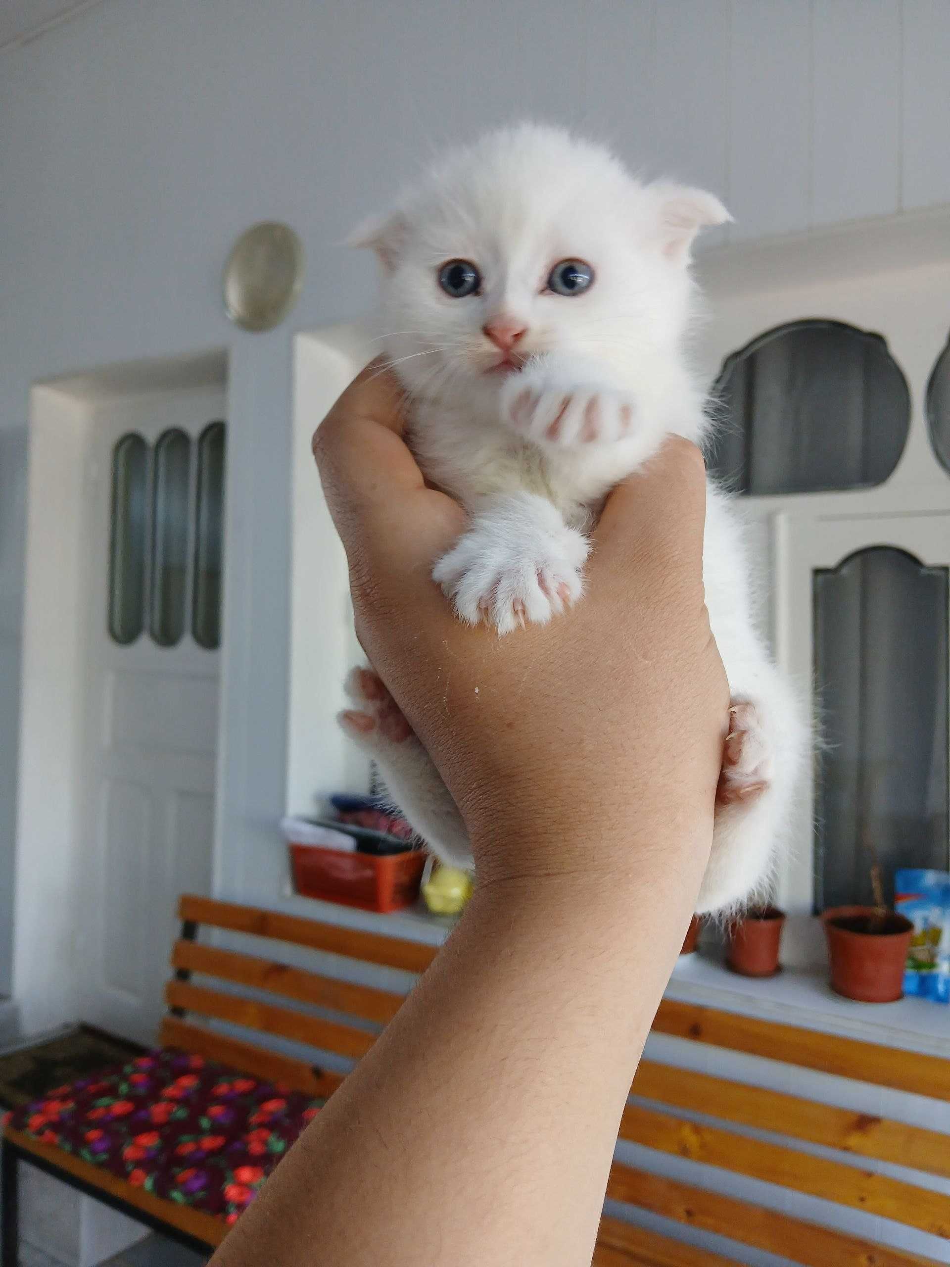 продается котята шотландский вислаухая