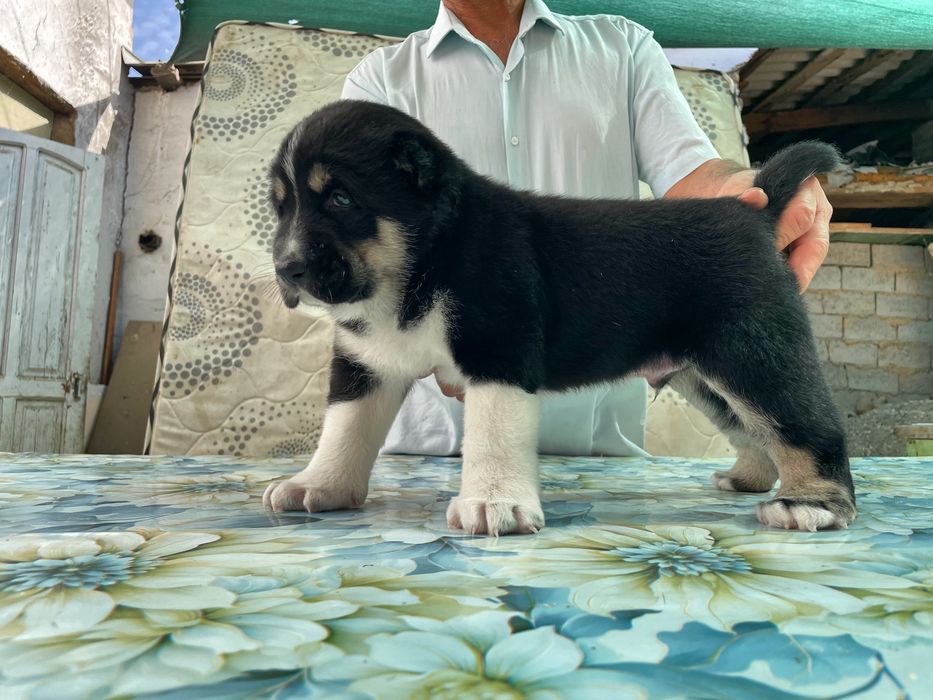 Щенок Алабая ( Супер Гигант ) Чистокровный