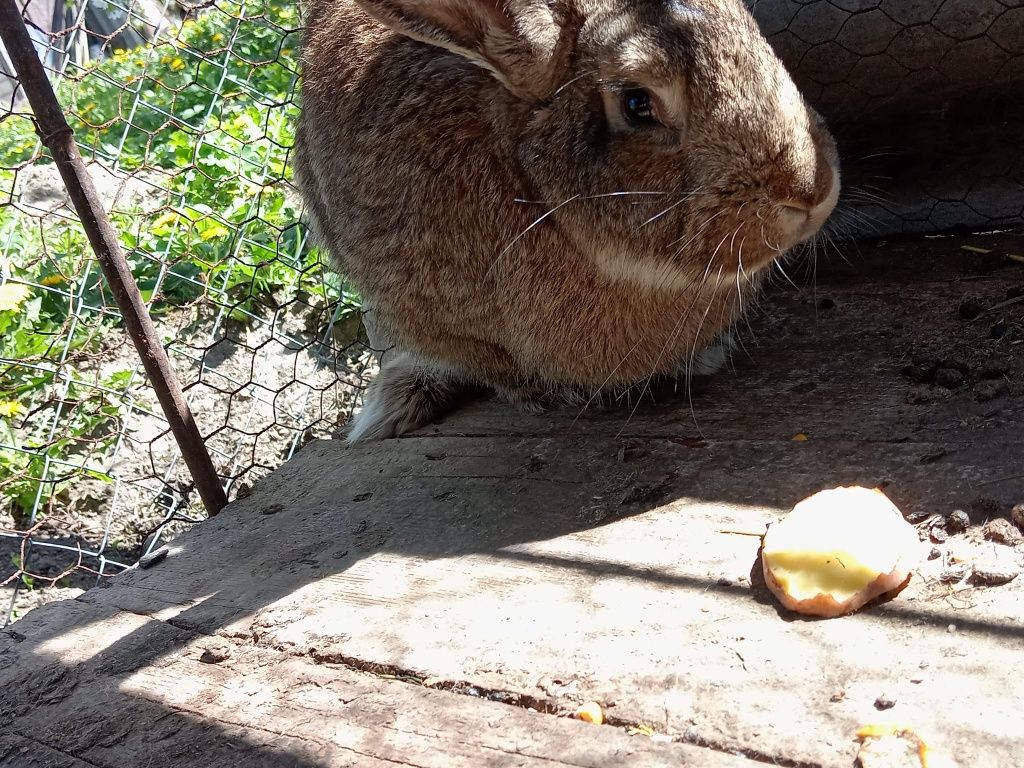 Iepuri de vânzare