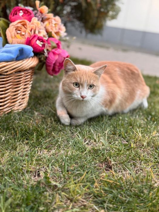 Пристраивается бездомный КОТ в добрые руки бесплатно