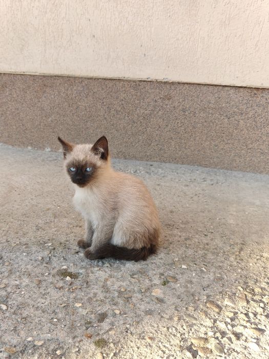 Pui Pisica Siamez  în Nasaud