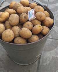Продам картофель домашний, семенной и едовой
