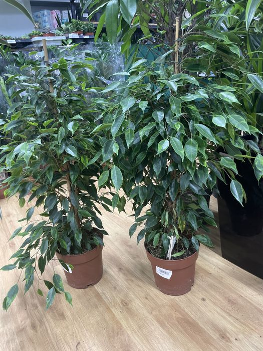 Фикус семейное дерево