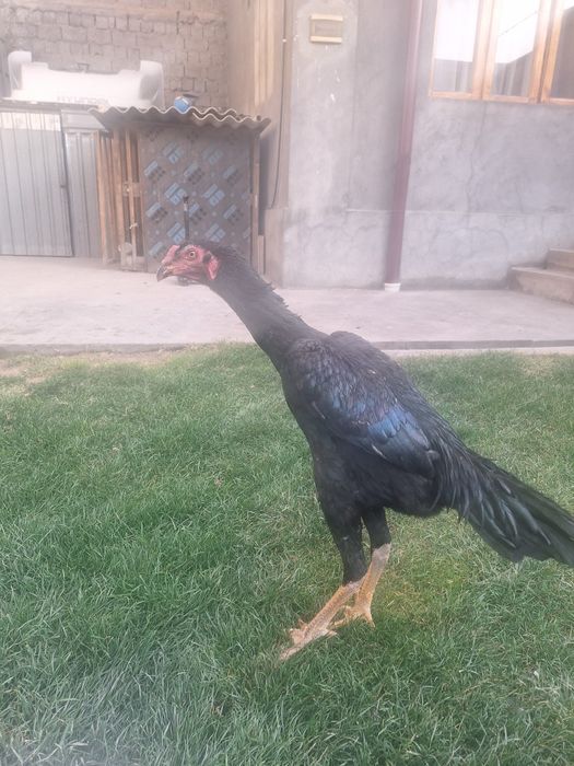 Wetnam zot Yiri narsa urushmagan qicqirmagan