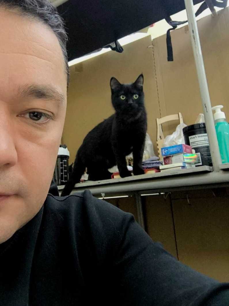 Отдадим в добрые руки котенка подростка