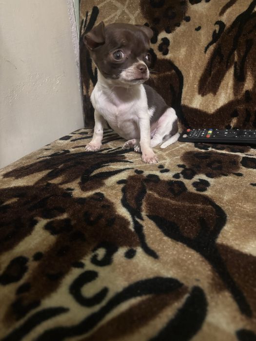 Мини чихуахуа момиченца