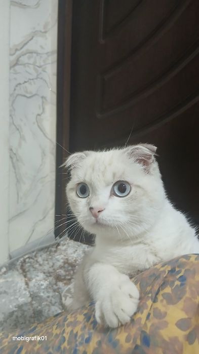 Scottish Fold 4 oylik o'g'il narxi 150$