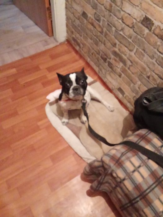 Французский булидог