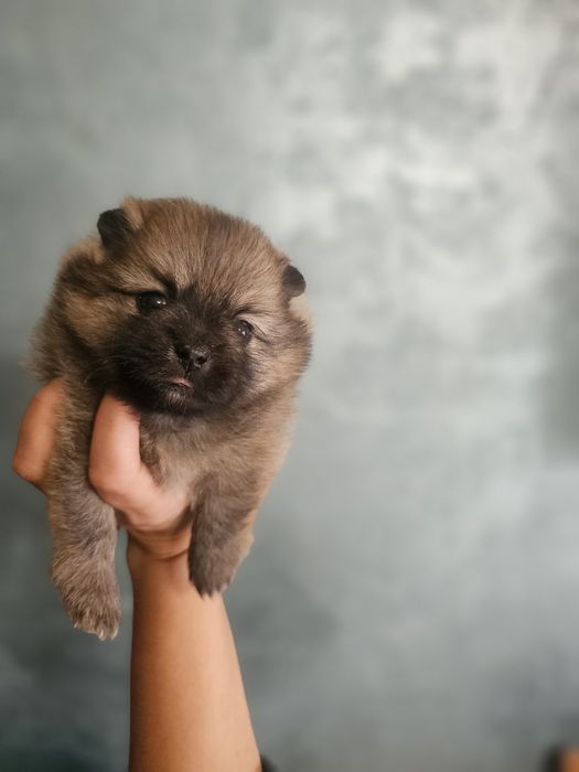 Pomeranian fetita