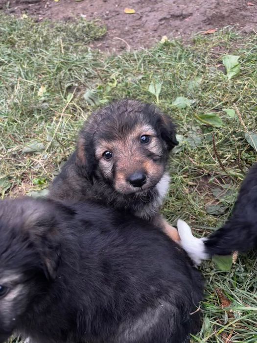 Donez puiuț de cățel