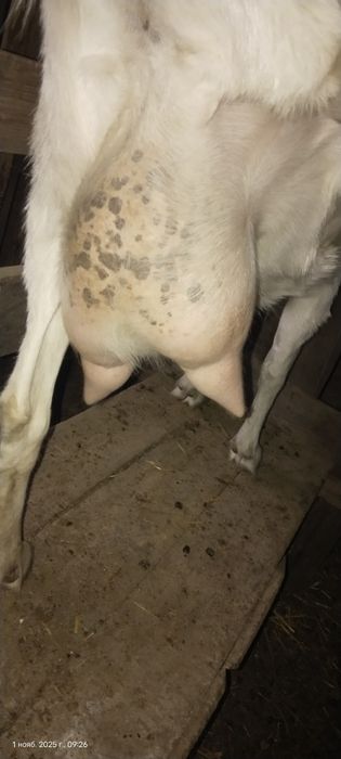 Коза заанинская продам