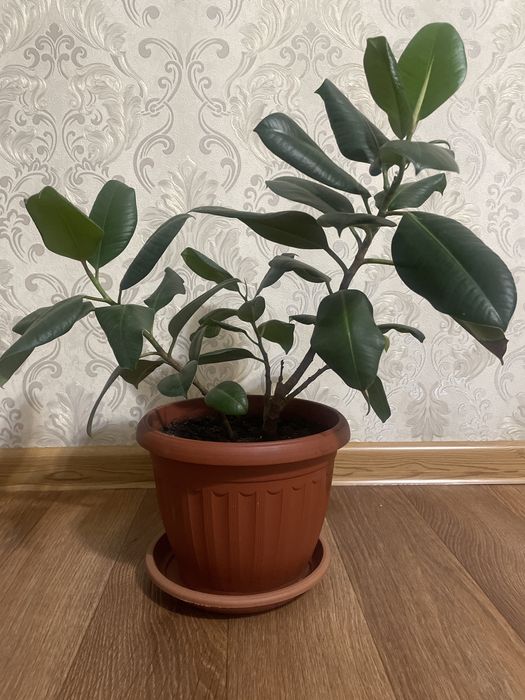 Цветок фикус с горшком