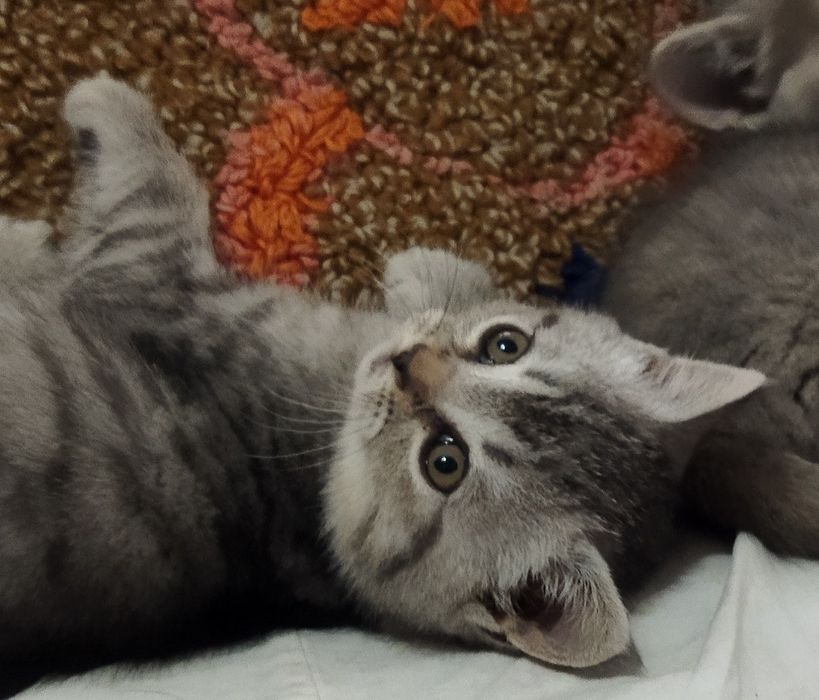 Шотландские котята !