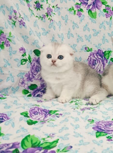 Продаётся чистокровный котёнок скоттиш-фолд