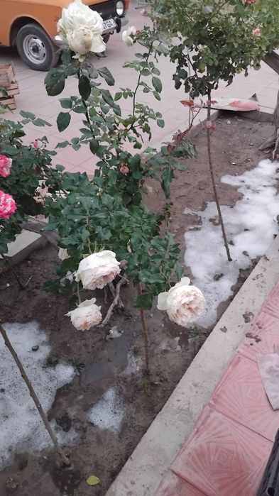 Metrofka gul sotiladi