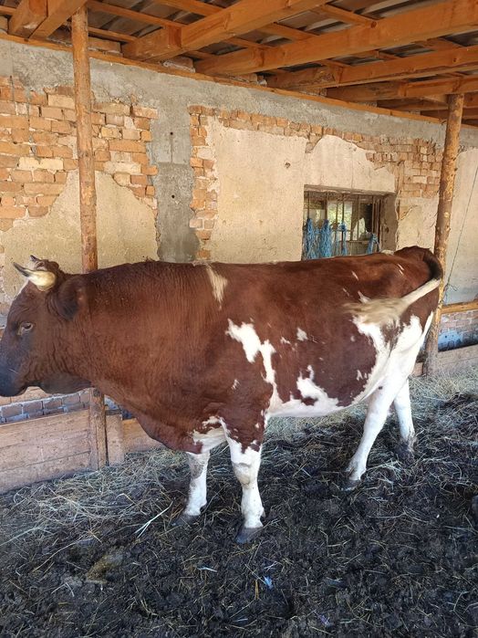 Продавам мъжки телета