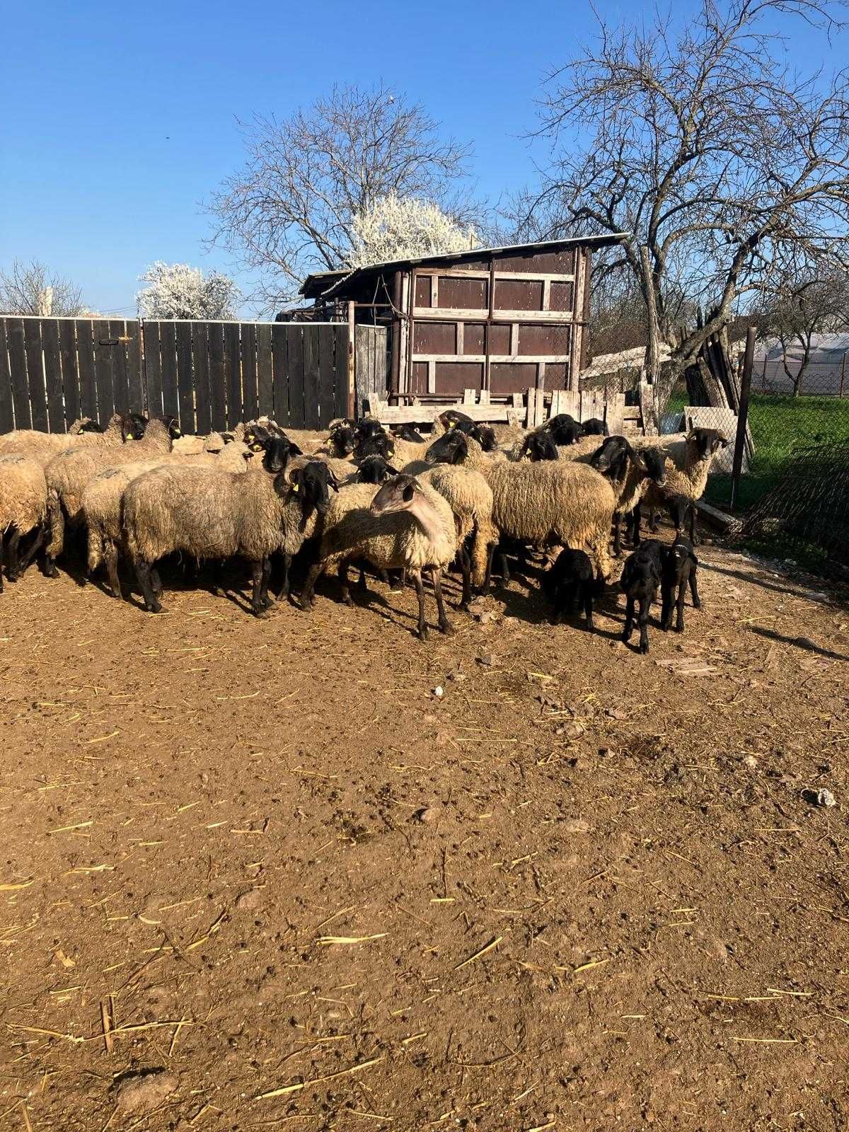 Vand oi cu miei si lapte cap negru de Teleorman