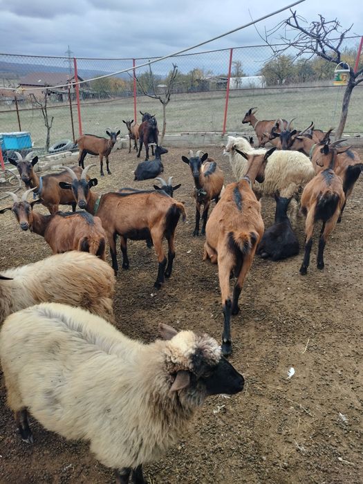 Capre alpine de vânzare