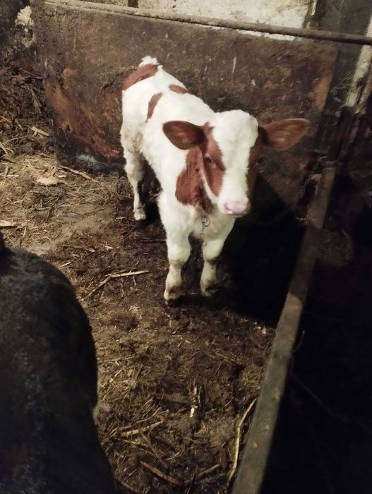 vind vitei de pus la vaca