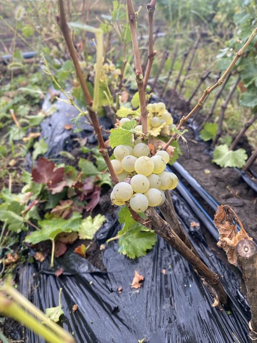 Vand butasi vita de vie