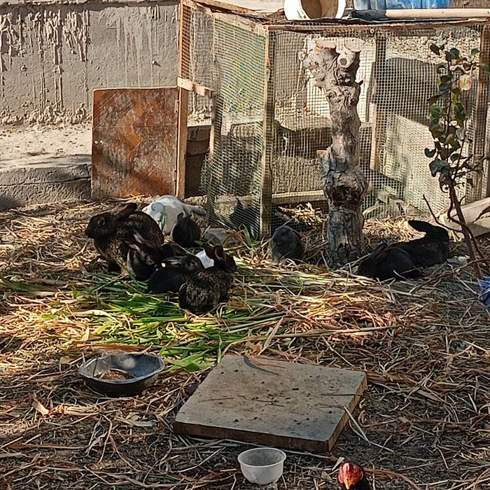 Куйонлар сотилади