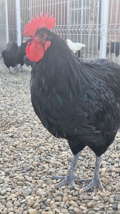 Ouă pentru incubat și pui