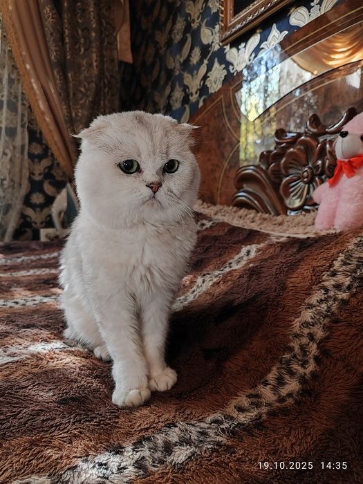 Вязка кот на вязку